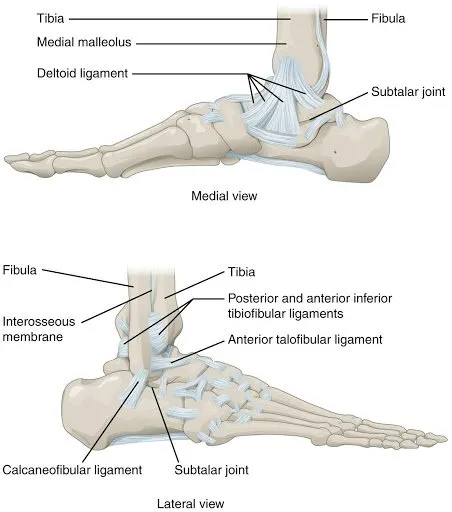 Ankle-anatomy